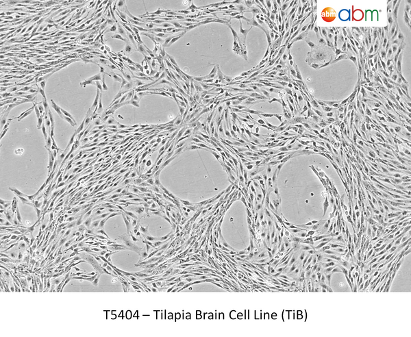 Tilapia Brain Cell Line (TiB) | Applied Biological Materials (abm)