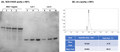 Figure 1. Purity analysis of the enzyme. (A) SDSPAGE showing ≥ 99% purity; (B) HPLC profile showing ≥ 99% purity.