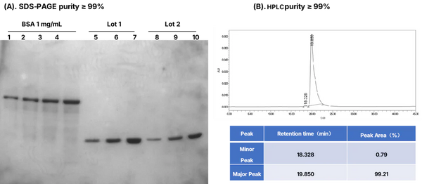 Figure 1. Purity analysis of the enzyme. (A) SDSPAGE showing ≥ 99% purity; (B) HPLC profile showing ≥ 99% purity.