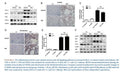 MCP1 Antibody – Figure 1 of 1