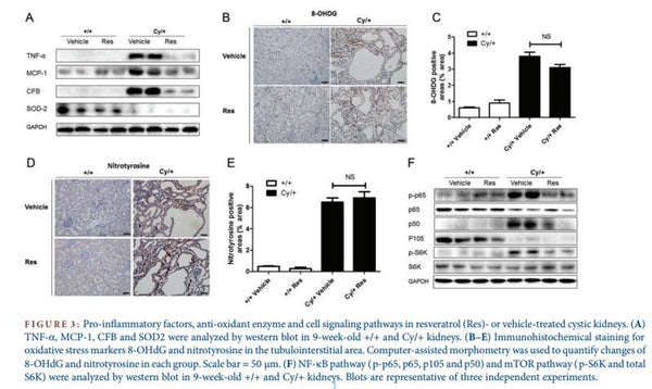 MCP1 Antibody – Figure 1 of 1
