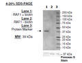 BirA-transformed Competent E. coli cells – Figure 1 of 1