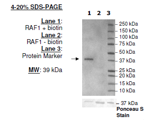 BirA-transformed Competent E. coli cells – Figure 1 of 1