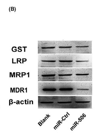 GST-Tag Antibody – Figure 1 of 3