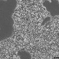 HEK293A cell