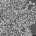 HEK293 EBNA cell