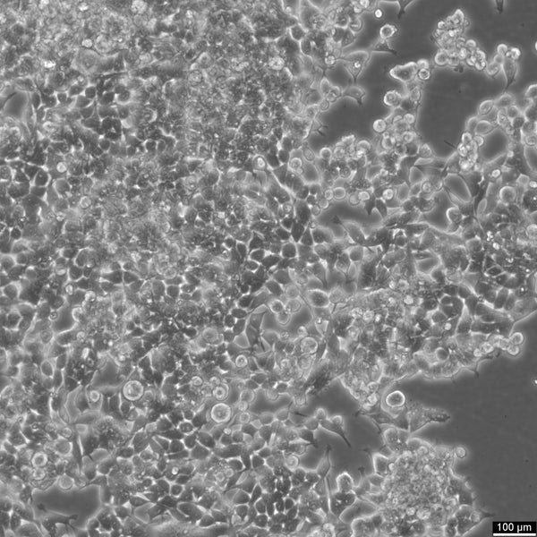 HEK293 EBNA cell