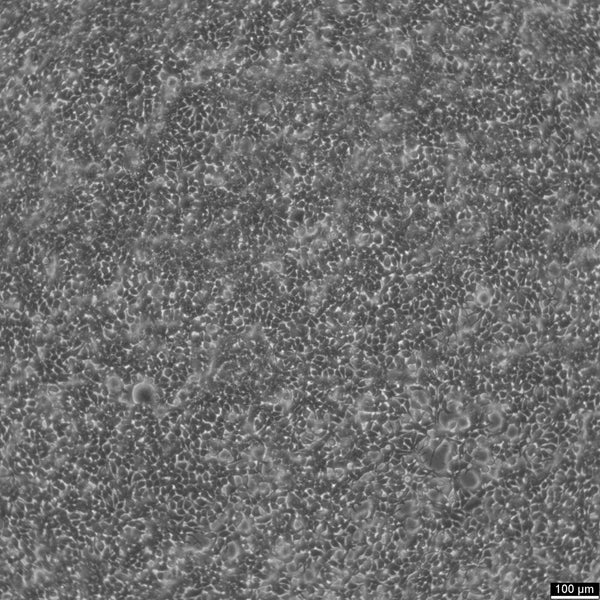 HEK293T/17 cell