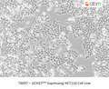 UCH37<sup>EWI</sup> Expressing HCT116 Cell Line | Applied Biological Materials (abm)