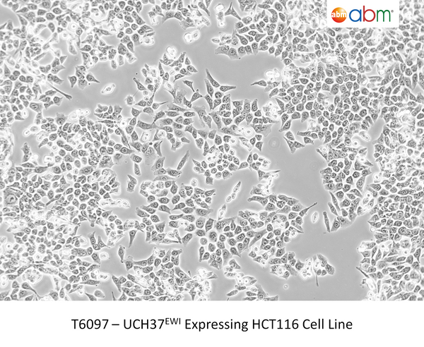 UCH37<sup>EWI</sup> Expressing HCT116 Cell Line | Applied Biological Materials (abm)