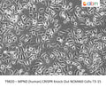 Human MPND CRISPR Knockout NCM460 Cell Line - T3-15 | Applied Biological Materials (abm)