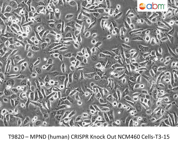 Human MPND CRISPR Knockout NCM460 Cell Line - T3-15 | Applied Biological Materials (abm)