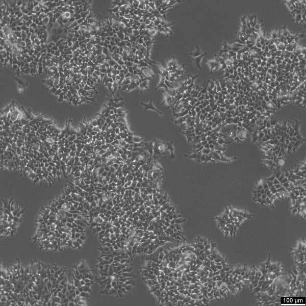 2V6.11 cell