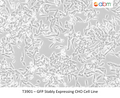 GFP Stably Expressing CHO Cell Line | Applied Biological Materials (abm)