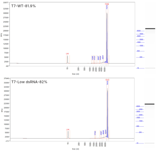 CleaScrip™ T7 RNA Polymerase (low dsRNA, 250 U/μL)