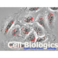 Canine Primary Bone Marrow-Derived Endothelial Cells product image