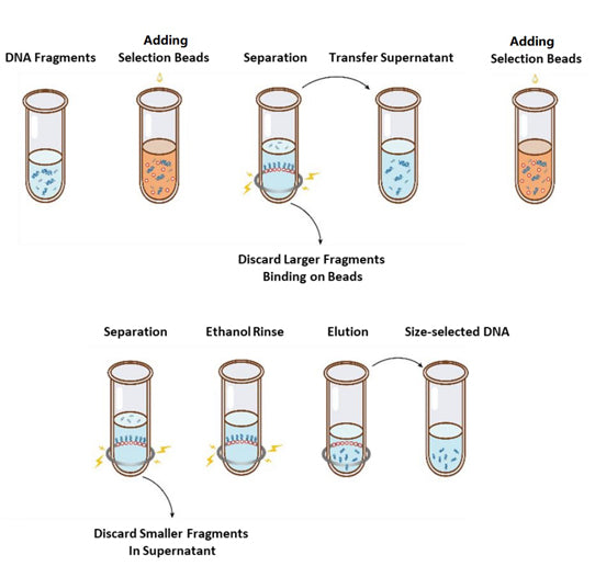 Hieff NGS™ UCF.ME DNA Selection Beads (Low DNA)
