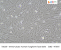 Immortalized Human Fungiform Taste Cells - SV40 + hTERT – Figure 1 of 1