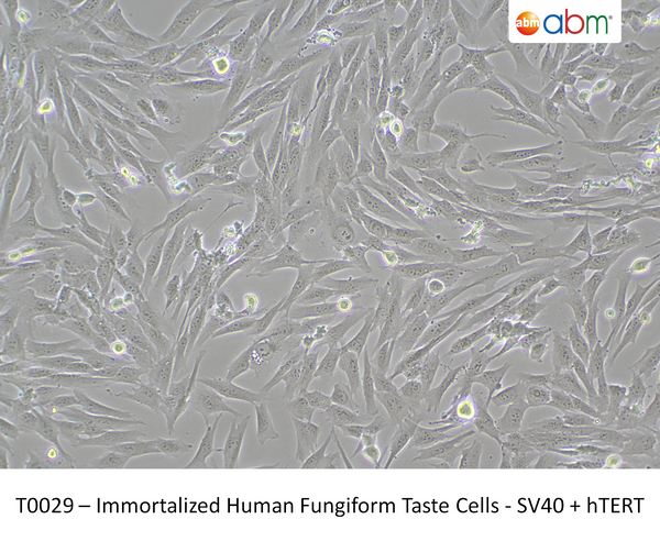 Immortalized Human Fungiform Taste Cells - SV40 + hTERT – Figure 1 of 1