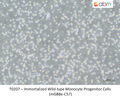 Immortalized Wild-type Monocyte Progenitor Cells (mGB8e-C57) – Figure 1 of 1
