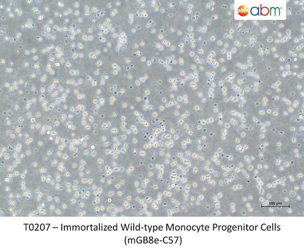 Immortalized Wild-type Monocyte Progenitor Cells (mGB8e-C57) – Figure 1 of 1