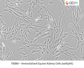 Immortalized Equine Kidney Cells (extEqFK) | Applied Biological Materials (abm)