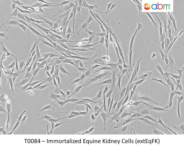 Immortalized Equine Kidney Cells (extEqFK) | Applied Biological Materials (abm)