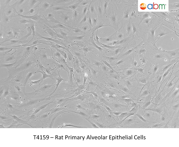 Rat Primary Alveolar Epithelial Cells | Applied Biological Materials (abm)