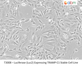 Luciferase (Luc2) Expressing TRAMP-C1 Stable Cell Line | Applied Biological Materials (abm)
