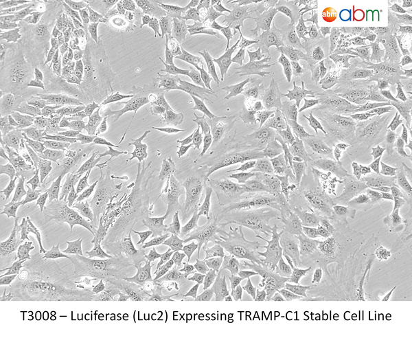 Luciferase (Luc2) Expressing TRAMP-C1 Stable Cell Line | Applied Biological Materials (abm)