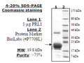 PRL1 (2-173), His-tag Recombinant – Figure 1 of 2