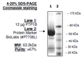 PTP1B(1-321)/PTPN1, GST-tag Recombinant – Figure 1 of 2