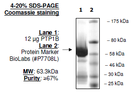 PTP1B(1-321)/PTPN1, GST-tag Recombinant – Figure 1 of 2