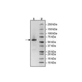 Mouse PTP1B(1-321)/PTPN, GST-Tag Recombinant – Figure 1 of 2