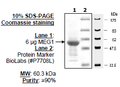MEG-1 (PTPN4), GST-tag Recombinant – Figure 1 of 4