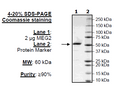 MEG-2 (PTPN9), GST-tag Recombinant – Figure 1 of 2