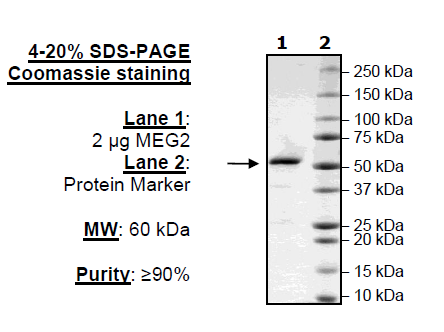 MEG-2 (PTPN9), GST-tag Recombinant – Figure 1 of 2