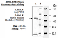 PEST (PTPN12), GST-tag Recombinant – Figure 1 of 2