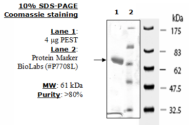 PEST (PTPN12), GST-tag Recombinant – Figure 1 of 2