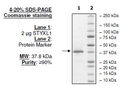 STYXL1 Recombinant – Figure 1 of 1