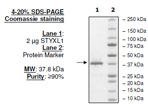 STYXL1 Recombinant – Figure 1 of 1