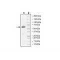 RPTPγ (PTPRG), GST-tag Recombinant – Figure 1 of 2