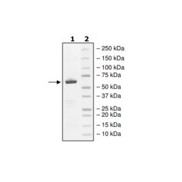 RPTPγ (PTPRG), GST-tag Recombinant – Figure 1 of 2