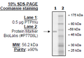 PTPµ (PTPRM), GST-tag Recombinant – Figure 1 of 2