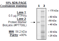 PTPµ (PTPRM), GST-tag Recombinant – Figure 1 of 2