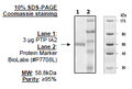 PTPIA2(PTPRN), GST-tag Recombinant – Figure 1 of 1