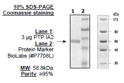 PTPIA2(PTPRN), GST-tag Recombinant – Figure 1 of 1