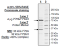 PP2A-α, His-tag/PP2AR, GST-tag Recombinant – Figure 1 of 2