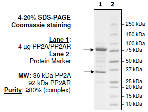 PP2A-α, His-tag/PP2AR, GST-tag Recombinant – Figure 1 of 2