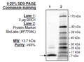BRD1, His-tag Recombinant – Figure 1 of 1